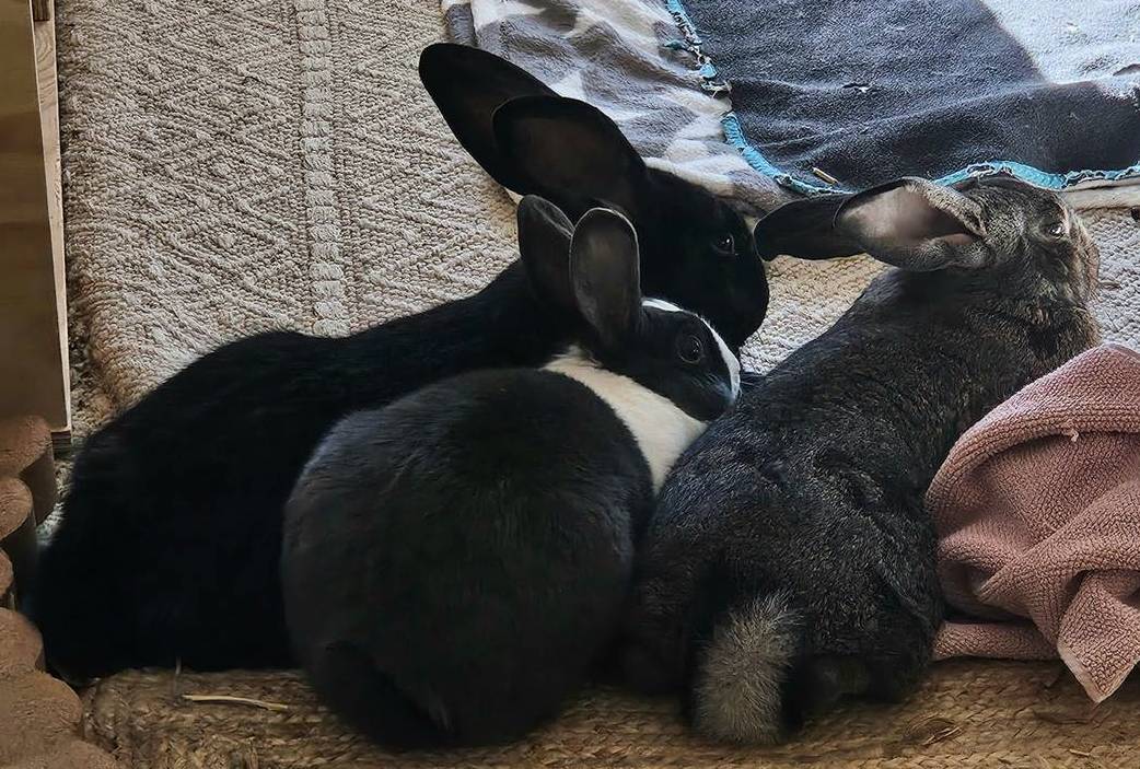 Pürro Kaninchen