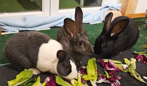 Trio Pürro
